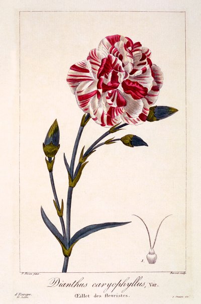 Dianthus Caryophyllus by Pancrace Bessa